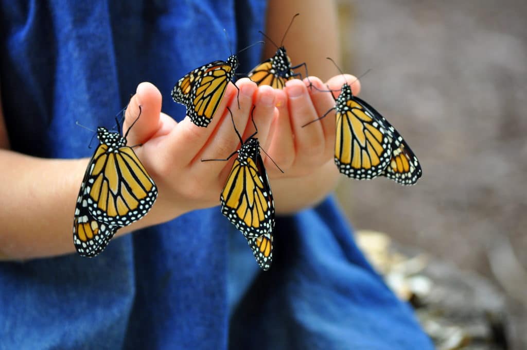 Motýle v detských rukách
