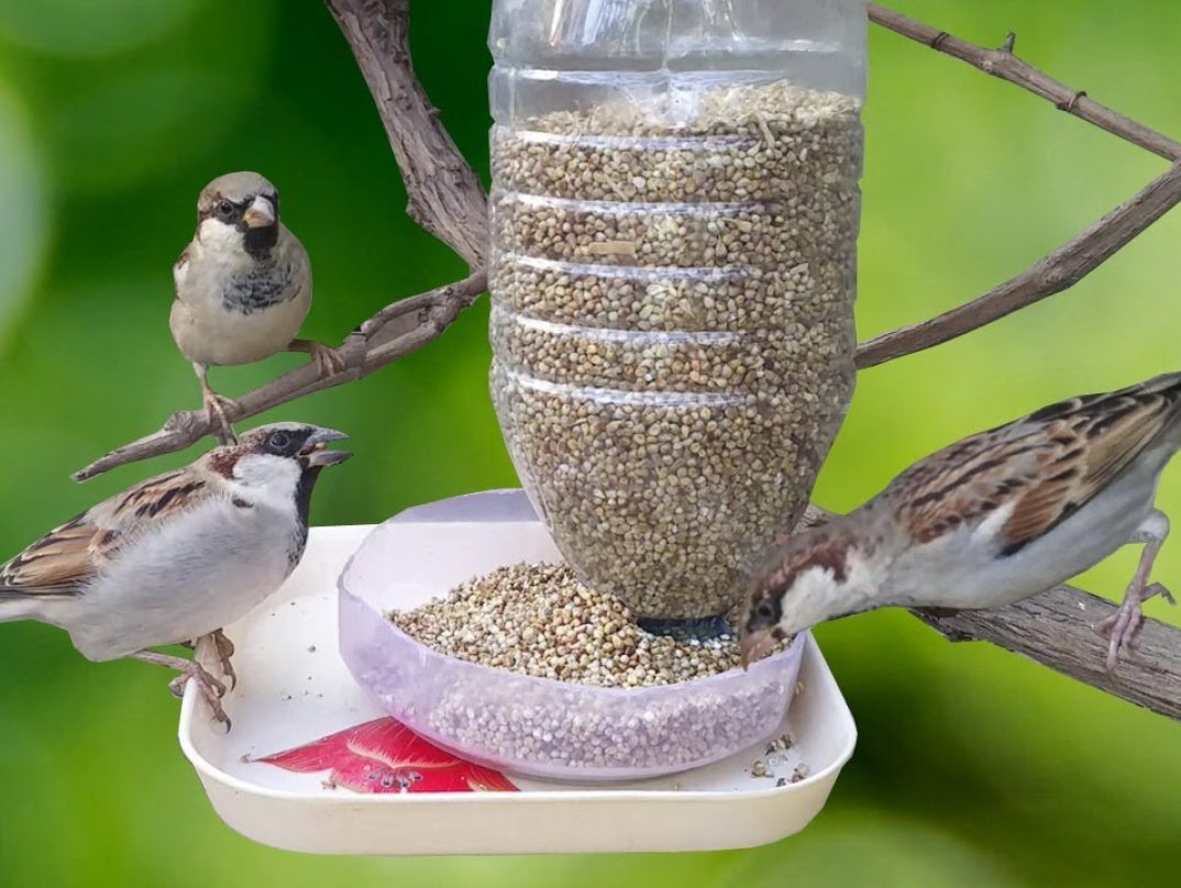 Kŕmitko pre vtáčiky