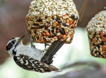 Jedlá ozdoba pre vtáčikov