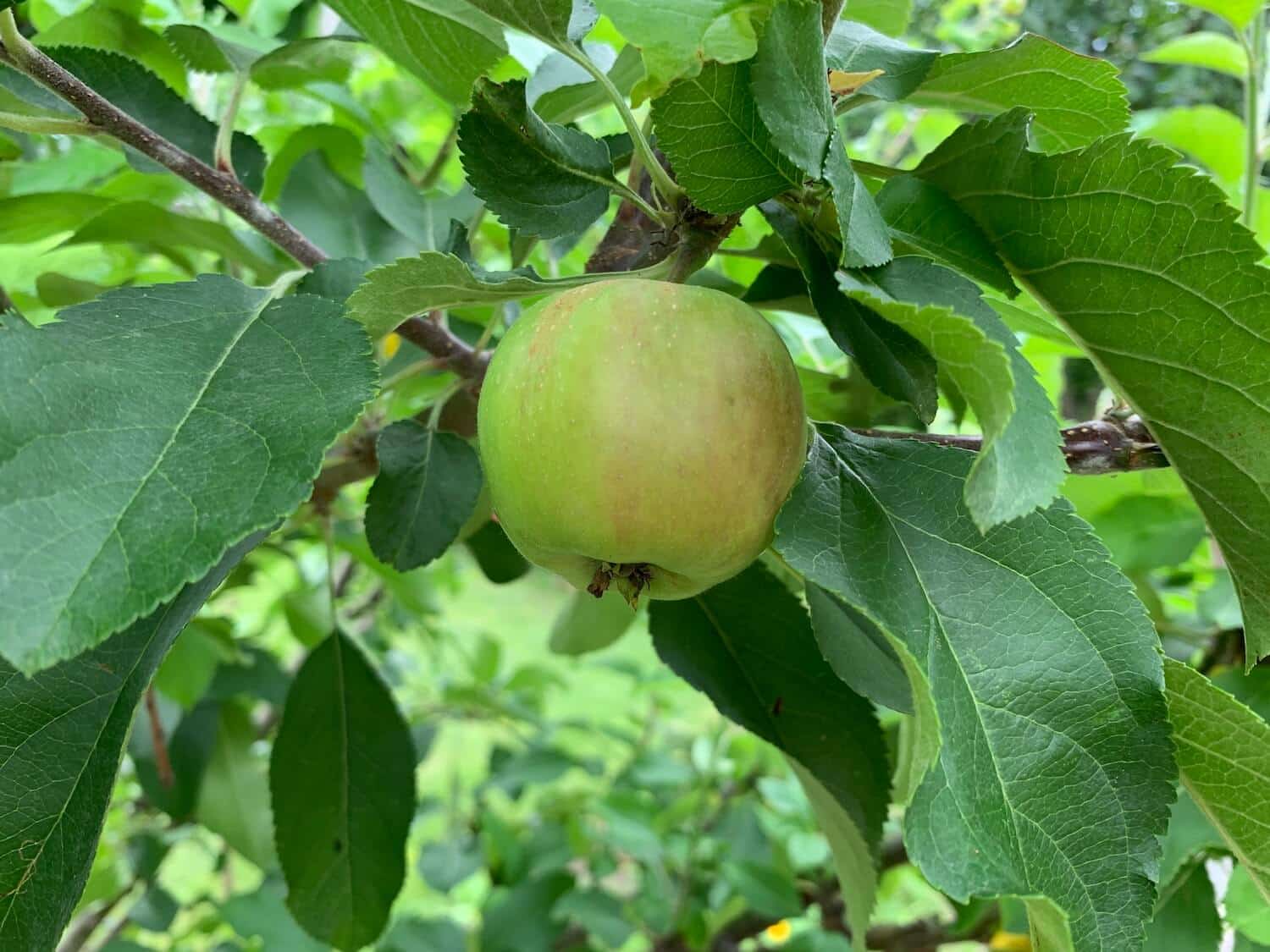 zelené jablko na strome