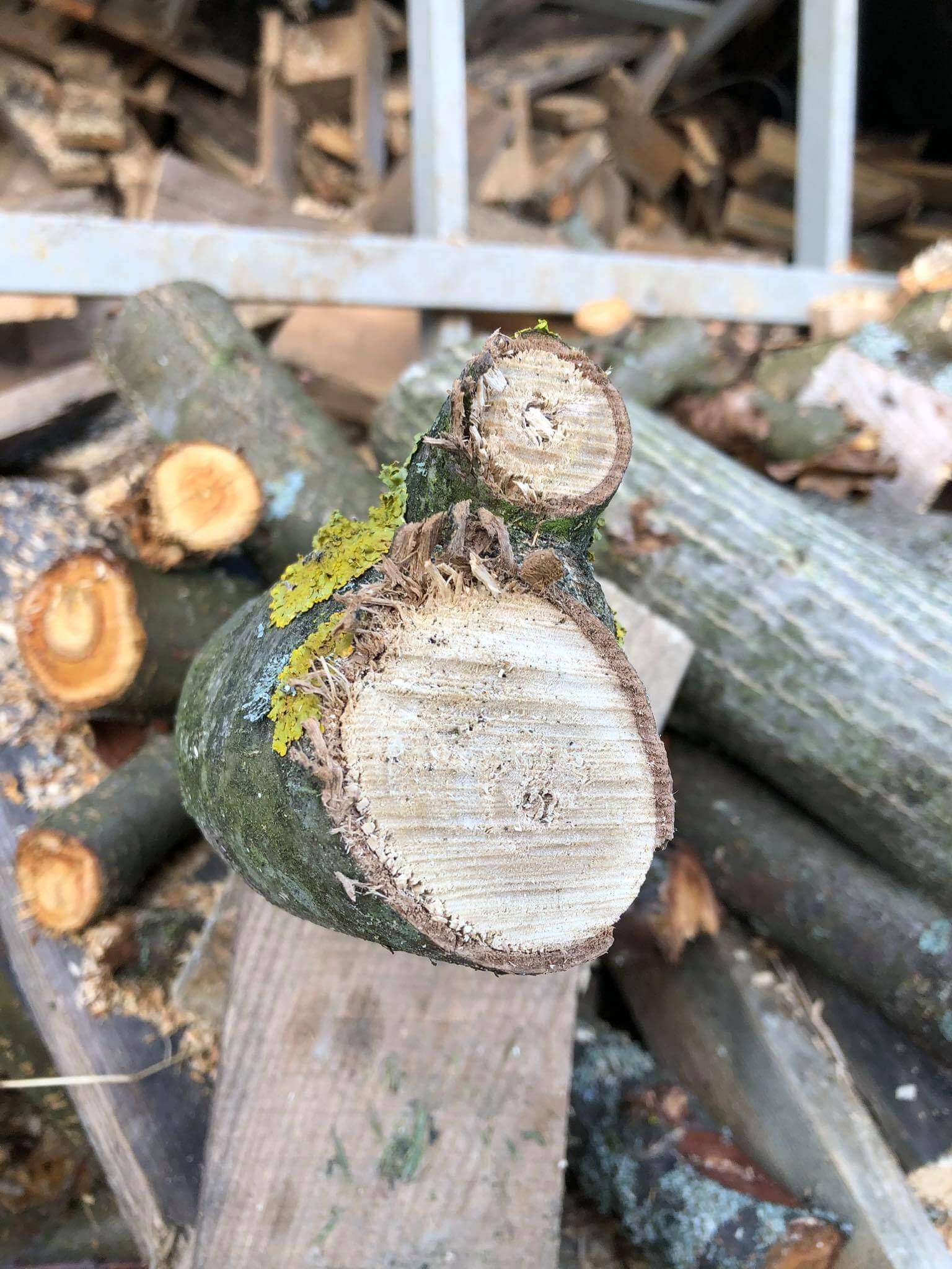Odštiepený konár dreva