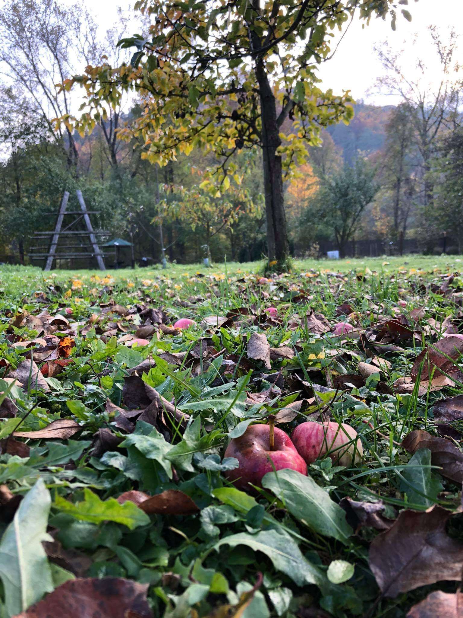 Opadané jablká v tráve