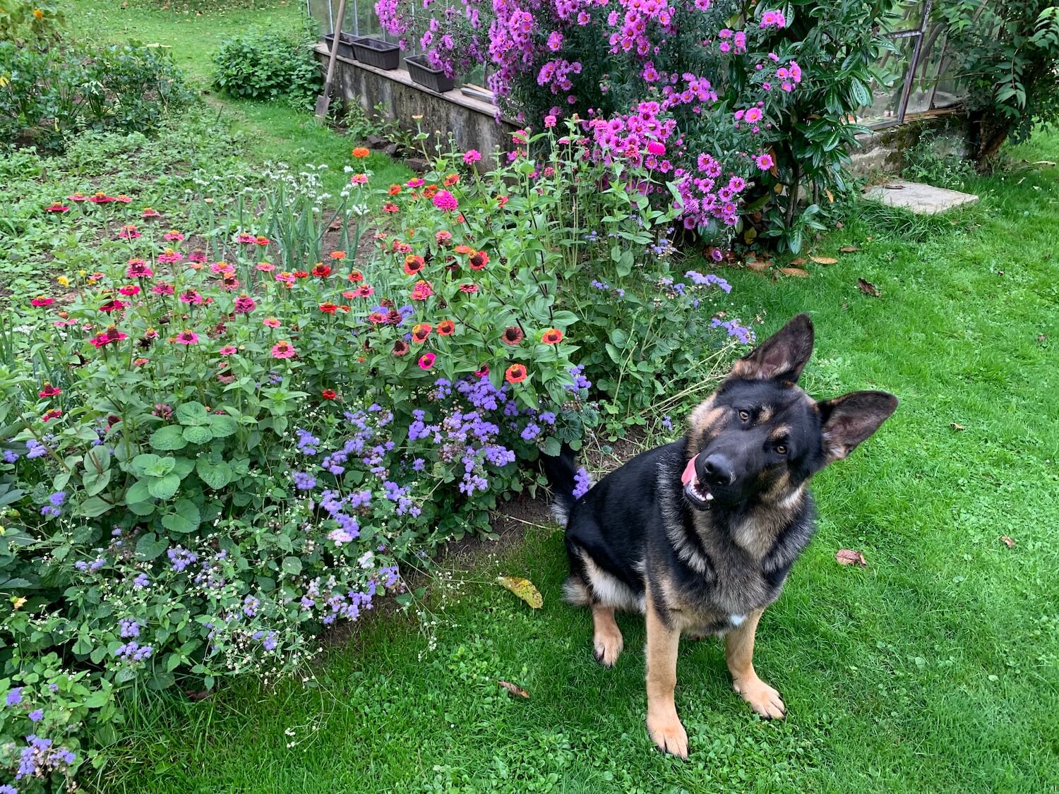 Pes sedí s vyplazeným jazykom pri kvetoch v záhrade