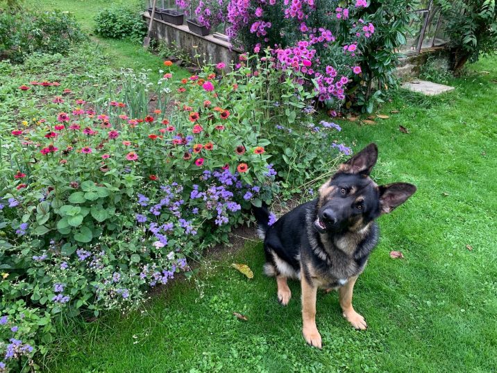 Pes sedí s ohnutou hlavou pri kvetoch v záhrade