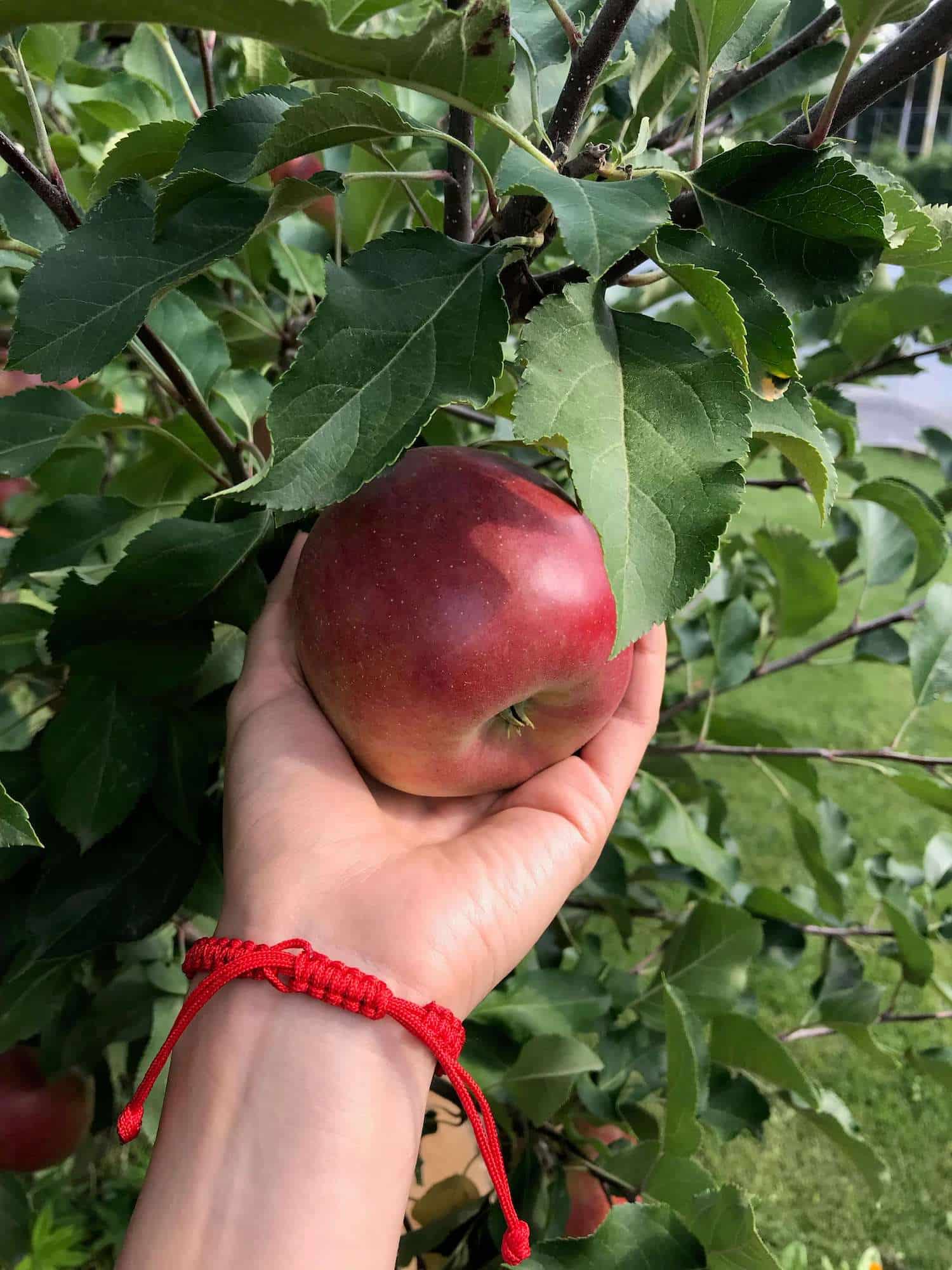 Veľké zrelé červené jablko v ruke