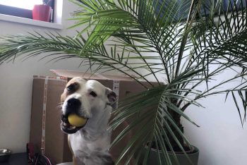 Lara v office na svojom pelechu