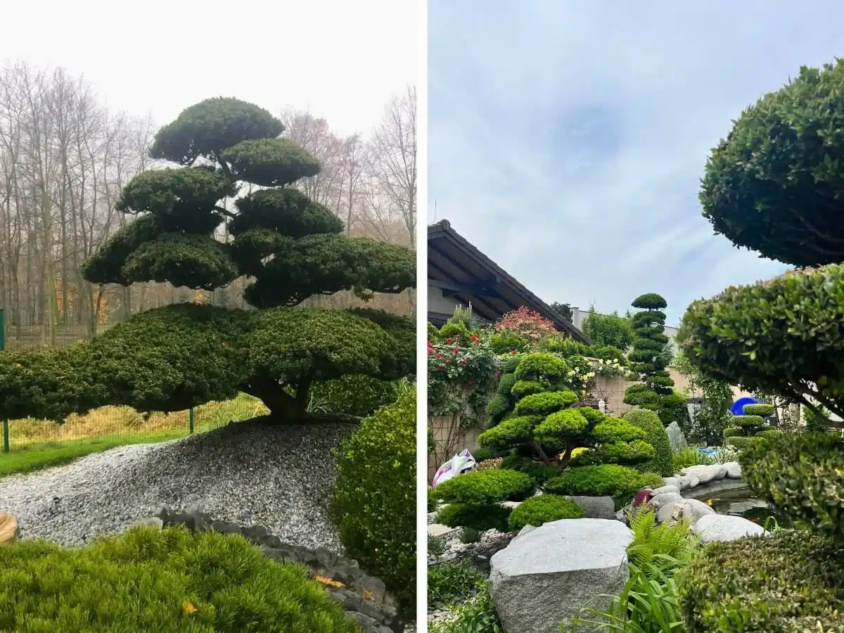 Upravené stromy a bonsaje posadené na kopčekoch v japonských záhradách.