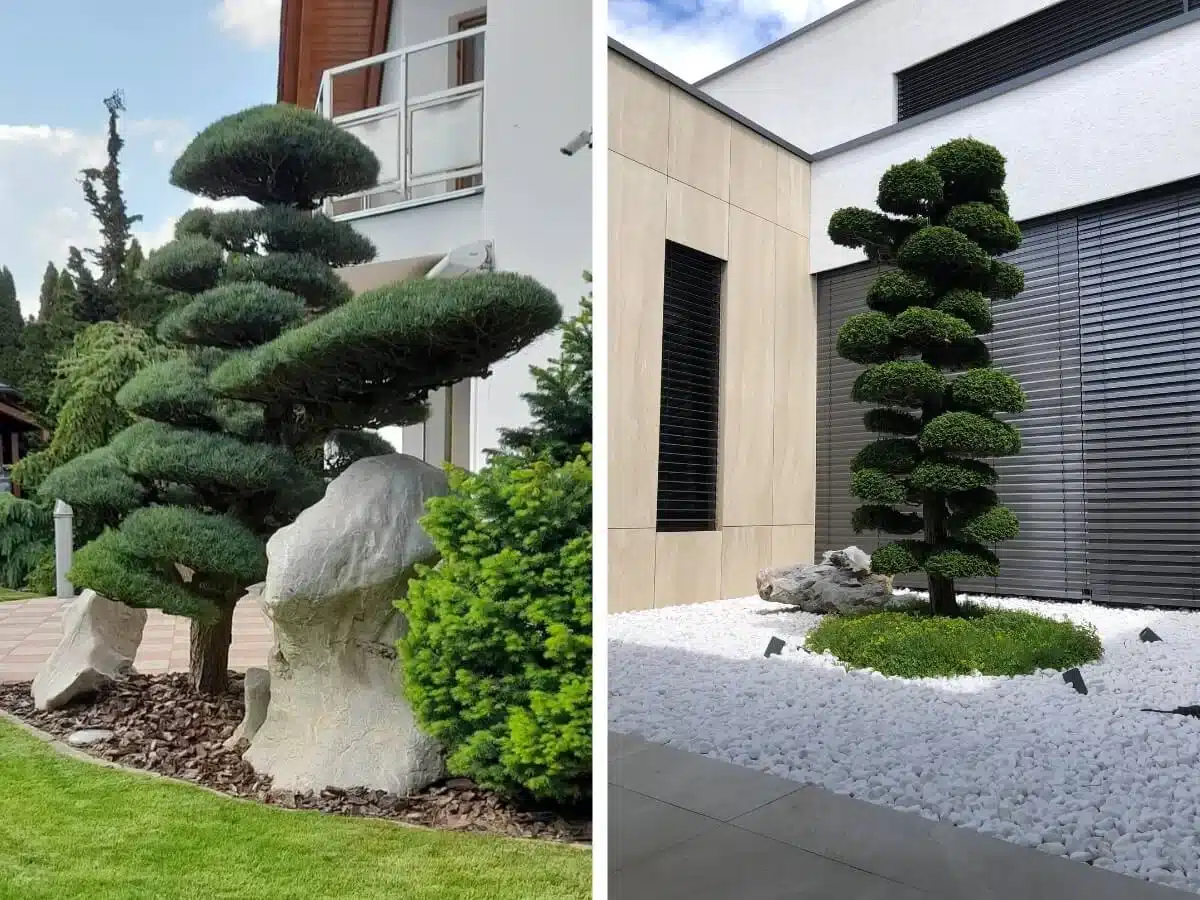 Samostatné stromy v minimalistických japonských záhradách.