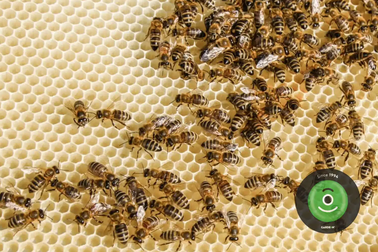 Včelstvo v úli.