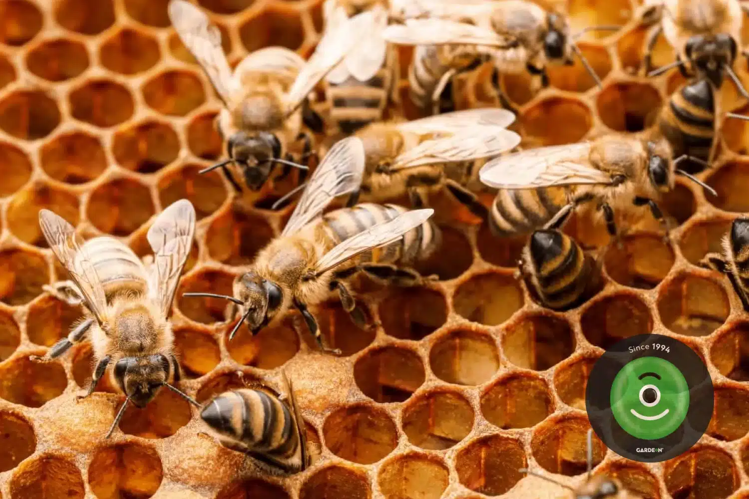 Včely v úli.