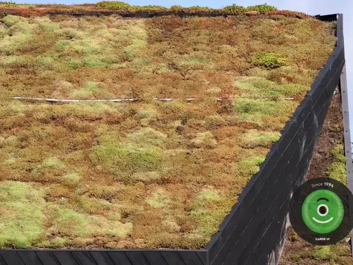 Tráva a mach na zelenej streche.