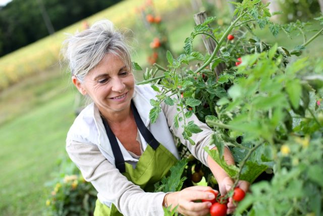 Staršia žena oberá paradajky na záhrade