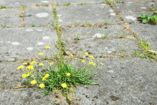 5 spôsobov, ako sa zbaviť buriny v zámkovej dlažbe Burina v kamennej dlažbe