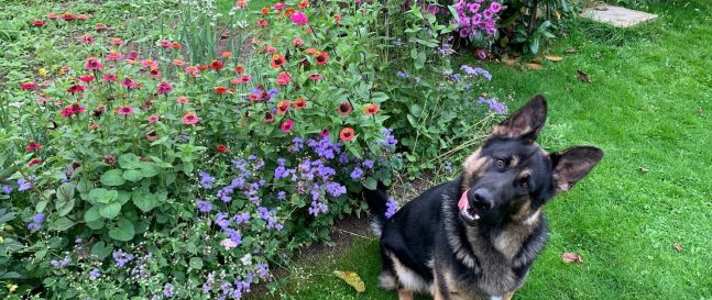Pes sedí s vyplazeným jazykom pri kvetoch v záhrade